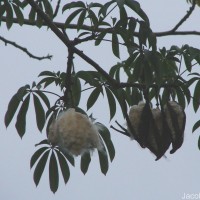 Ceiba pentandra (L.) Gaertn.